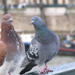pic pigeons caen